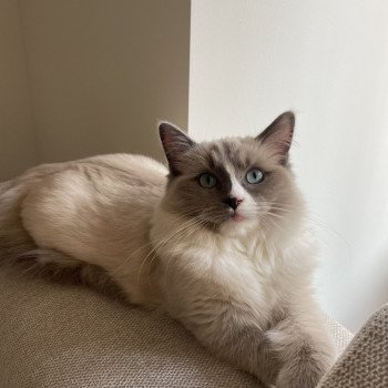 Chaton Ragdoll seal tabby point & blanc