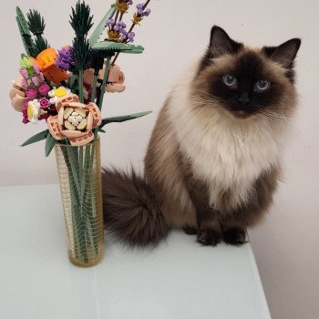 Chaton Ragdoll blue point