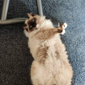 Chaton Ragdoll blue point bicolor