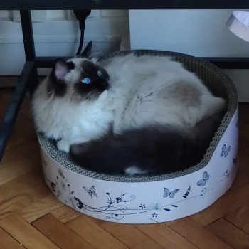 Chaton Ragdoll seal point mitted