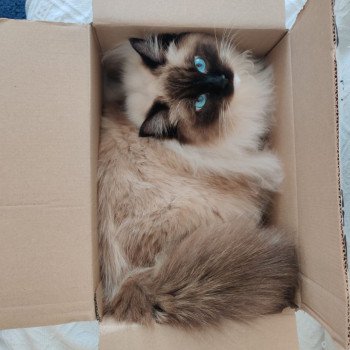 Chaton Ragdoll lilac mink point mitted