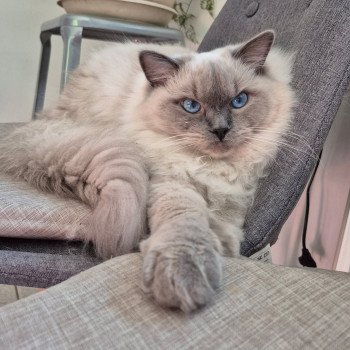 Chaton Ragdoll seal point mitted
