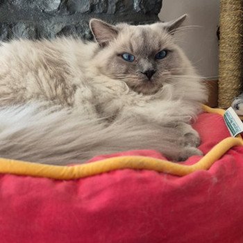 Chaton Ragdoll blue point
