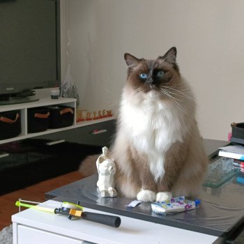 Chaton Ragdoll blue point