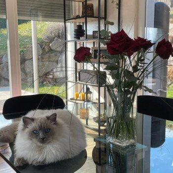 Chaton Ragdoll blue point