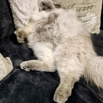 Chaton Ragdoll blue point
