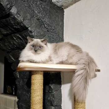 Chaton Ragdoll blue point