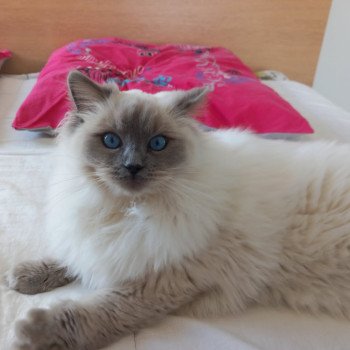 Chaton Ragdoll blue point