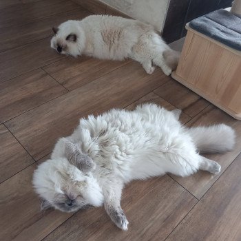 Chaton Ragdoll blue point mitted