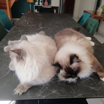 Chaton Ragdoll blue point