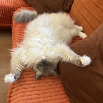 Chaton Ragdoll blue point mitted