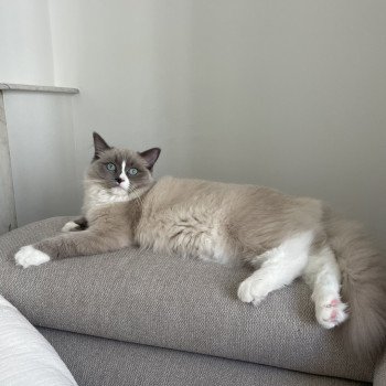 Chaton Ragdoll blue point