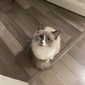 Chaton Ragdoll blue mink mitted