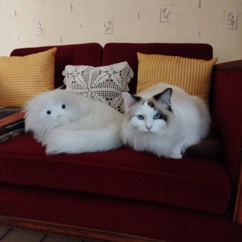 Chaton Ragdoll blue point bicolor