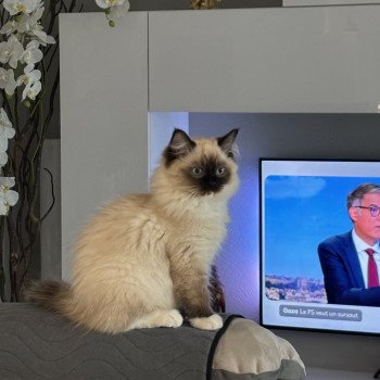 Chaton Ragdoll seal point & blanc