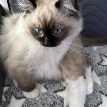 Chaton Ragdoll seal point mitted