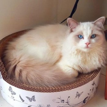 Chaton Ragdoll seal point mitted