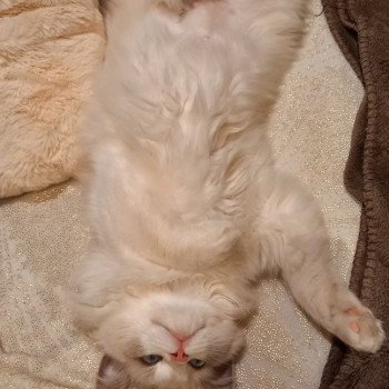 Chaton Ragdoll blue point mitted