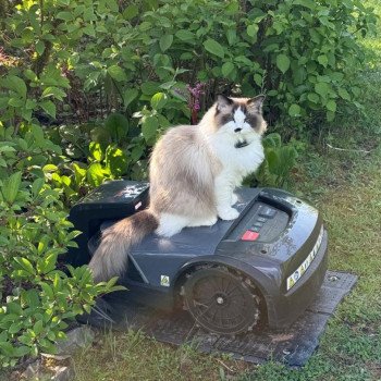 Chaton Ragdoll blue point bicolor