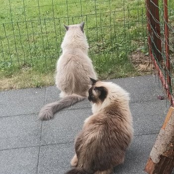 Chaton Ragdoll blue point mitted