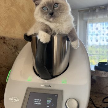 Chaton Ragdoll blue point