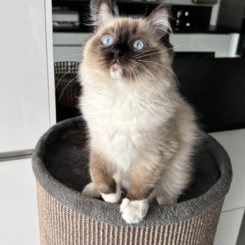 Chaton Ragdoll seal point & blanc
