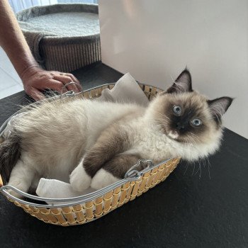 Chaton Ragdoll point bicolor