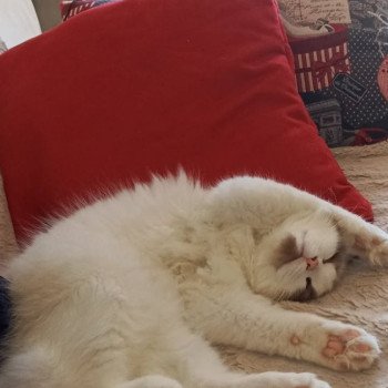 Chaton Ragdoll seal point mitted