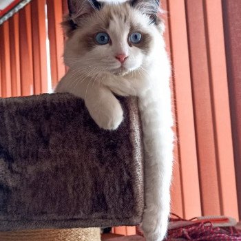 Chaton Ragdoll seal point & blanc
