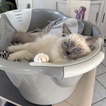 Chaton Ragdoll seal point & blanc
