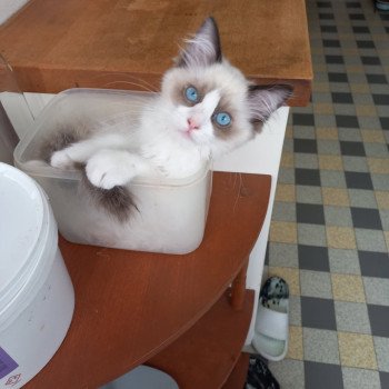 Chaton Ragdoll seal point mitted