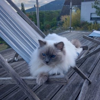 Chaton Ragdoll seal point & blanc