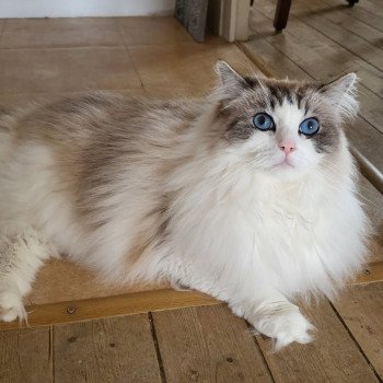 Chaton Ragdoll seal tabby point & blanc