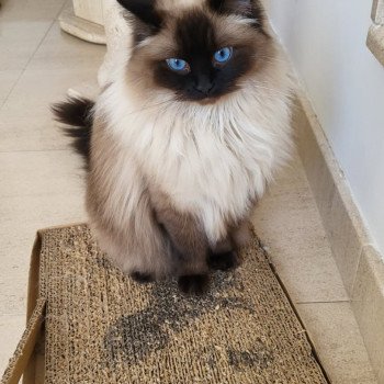 Chaton Ragdoll blue point bicolor