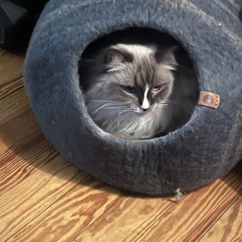 Chaton Ragdoll blue point