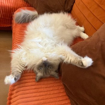 Chaton Ragdoll point bicolor