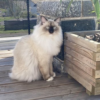 Chaton Ragdoll blue point