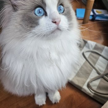 Chaton Ragdoll seal tabby point bicolor