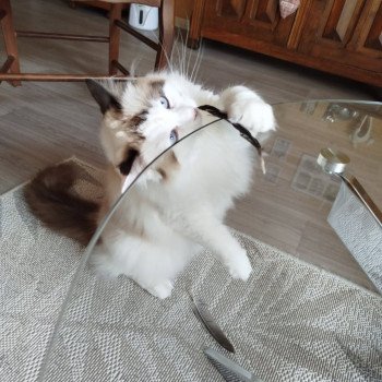 Chaton Ragdoll blue point mitted