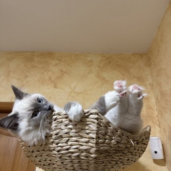 Chaton Ragdoll seal point mitted