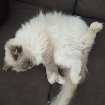 Chaton Ragdoll blue point