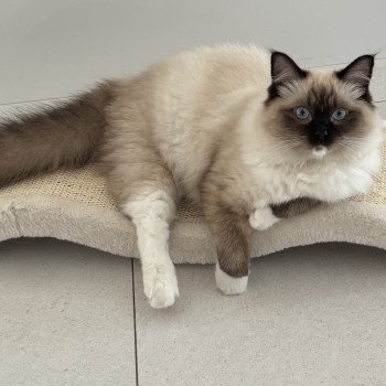 Chaton Ragdoll blue point mitted