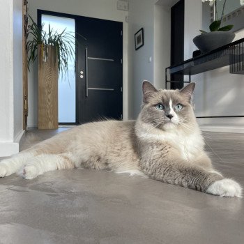Chaton Ragdoll seal point bicolor
