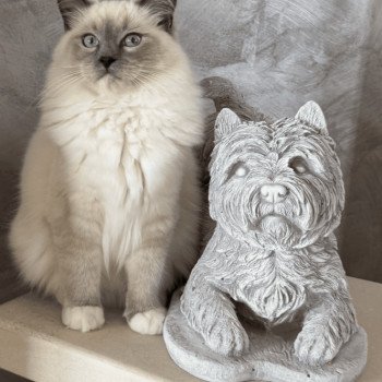Chaton Ragdoll blue mink point