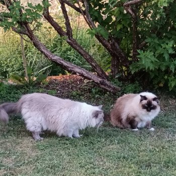 Chaton Ragdoll seal point mitted