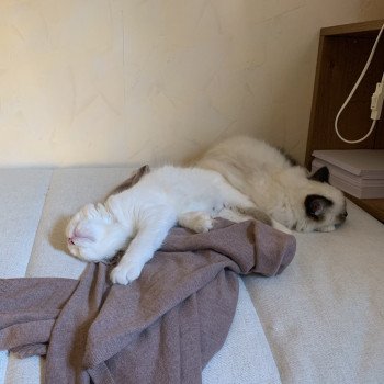 Chaton Ragdoll seal point mitted