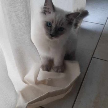 Chaton Ragdoll seal tabby point & blanc