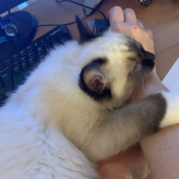 Chaton Ragdoll blue point mitted