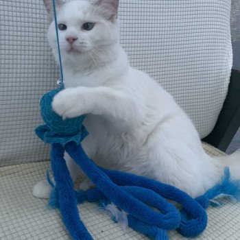Chaton Ragdoll seal point mitted