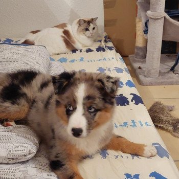 Chaton Ragdoll seal point & blanc